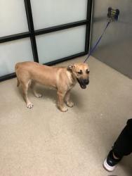 Shelter Stray Male Dog last seen Fort Worth, TX 76114, Fort Worth, TX 76119