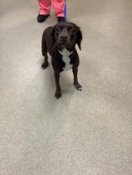 Shelter Stray Female Dog last seen Fort Worth, TX 76119, Fort Worth, TX 76119