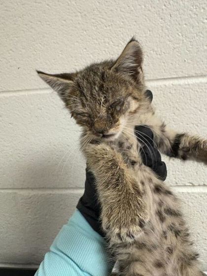 Shelter Stray Male Cat last seen Knoxville, TN 37920, Knoxville, TN 37919