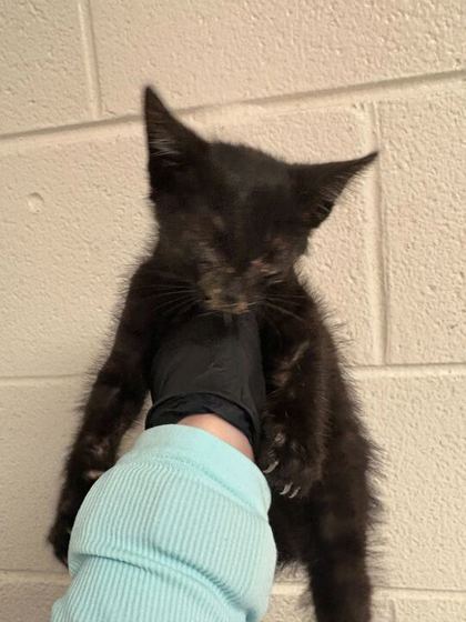 Shelter Stray Female Cat last seen Knoxville, TN 37920, Knoxville, TN 37919