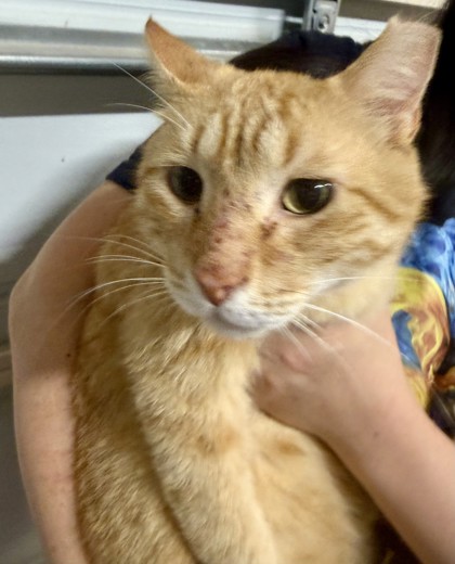 Shelter Stray Male Cat last seen , TX , Fort Worth, TX 76119