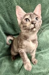 Shelter Stray Female Cat last seen , TX , Fort Worth, TX 76119