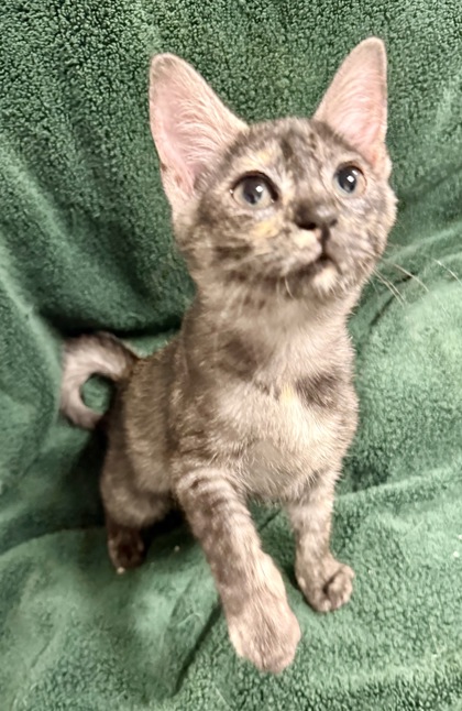 Shelter Stray Female Cat last seen , TX , Fort Worth, TX 76119