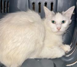 Shelter Stray Female Cat last seen , TX , Fort Worth, TX 76119