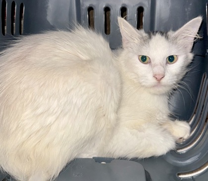 Shelter Stray Female Cat last seen , TX , Fort Worth, TX 76119