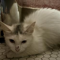 Shelter Stray Female Cat last seen , TX , Fort Worth, TX 76119