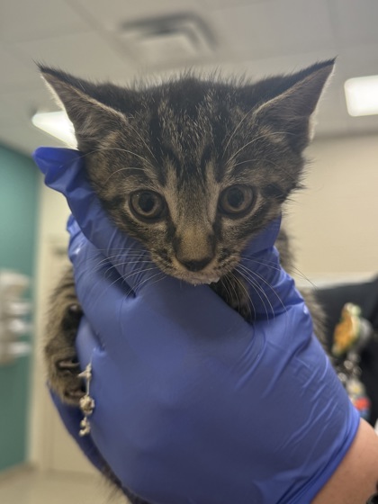 Shelter Stray Male Cat last seen Noblesville, IN 46060, Fishers, IN 46038