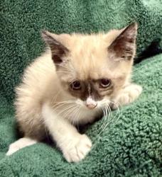 Shelter Stray Male Cat last seen , TX , Fort Worth, TX 76119