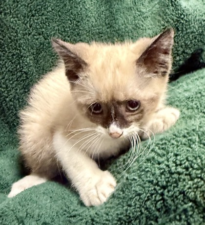 Shelter Stray Male Cat last seen , TX , Fort Worth, TX 76119
