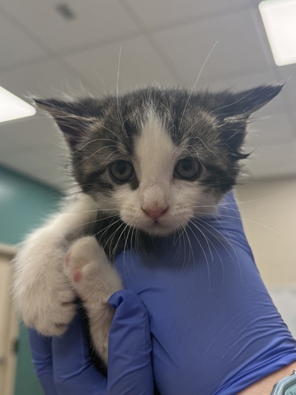 Shelter Stray Female Cat last seen Noblesville, IN 46060, Fishers, IN 46038