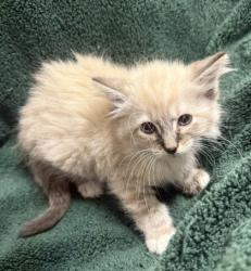 Shelter Stray Female Cat last seen , TX , Fort Worth, TX 76119