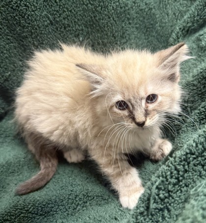 Shelter Stray Female Cat last seen , TX , Fort Worth, TX 76119