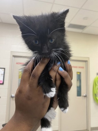 Shelter Stray Female Cat last seen Near Lucky Dan Dr, Noblesville City, IN, Fishers, IN 46038
