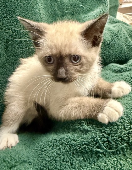 Shelter Stray Female Cat last seen , TX , Fort Worth, TX 76119