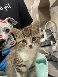 Shelter Stray Unknown Cat last seen Fishers, IN 46038, Fishers, IN 46038