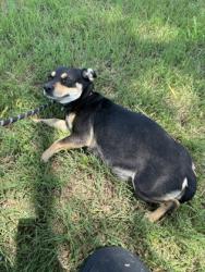 Shelter Stray Female Dog last seen Everman, TX 76140, Fort Worth, TX 76140