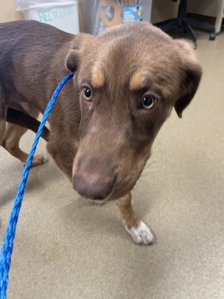 Shelter Stray Male Dog last seen DeSoto, TX 75115, Cedar Hill, TX 75104