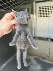 Shelter Stray Unknown Cat last seen Everman, TX 76140, Fort Worth, TX 76140