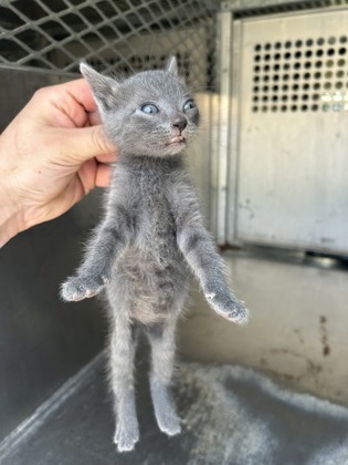 Shelter Stray Unknown Cat last seen Everman, TX 76140, Fort Worth, TX 76140