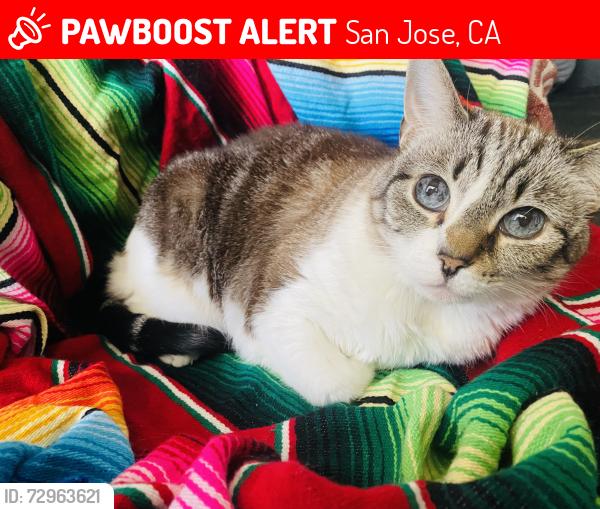Lost Female Cat last seen Scott Street, San Jose, CA 95128