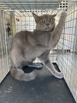 Shelter Stray Unknown Cat last seen Everman, TX 76140, Fort Worth, TX 76140