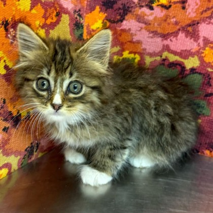 Shelter Stray Male Cat last seen Welsh Ave/Nueces St, City of College Station, TX, 5359 Leonard Rd, Bryan, TX 77807, USA
