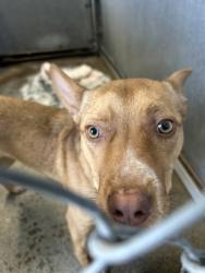 Shelter Stray Female Dog last seen Roseville, CA 95747, Roseville, CA 95678