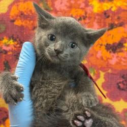 Shelter Stray Male Cat last seen SH 30/ Deerfield, Brazos County, TX, 5359 Leonard Rd, Bryan, TX 77807, USA