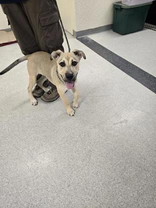 Shelter Stray Female Dog last seen Roseville, CA 95678, Roseville, CA 95678