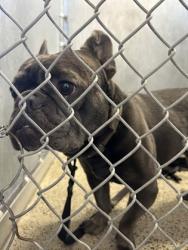 Shelter Stray Male Dog last seen Roseville, CA 95661, Roseville, CA 95678