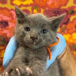 Shelter Stray Male Cat last seen Bryan, TX 77845, Bryan, TX 77807