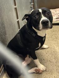 Shelter Stray Male Dog last seen Roseville, CA 95661, Roseville, CA 95678