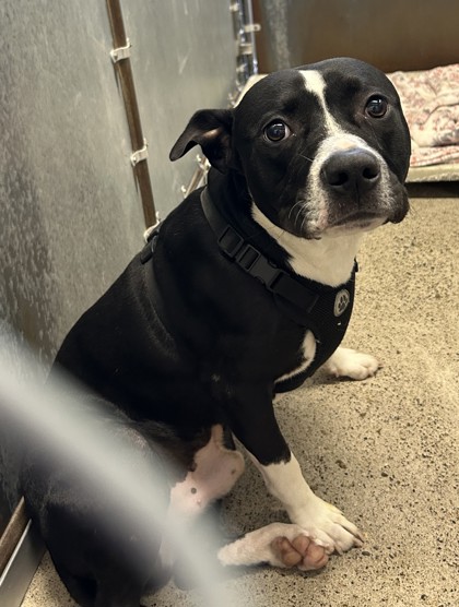 Shelter Stray Male Dog last seen Roseville, CA 95661, Roseville, CA 95678