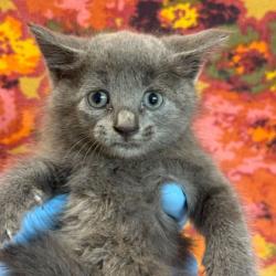 Shelter Stray Female Cat last seen Bryan, TX 77845, Bryan, TX 77807