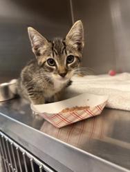 Shelter Stray Male Cat last seen Roseville, CA 95661, Roseville, CA 95678