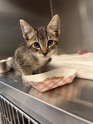 Shelter Stray Male Cat last seen Roseville, CA 95661, Roseville, CA 95678
