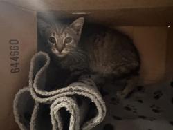 Shelter Stray Female Cat last seen Roseville, CA 95661, Roseville, CA 95678