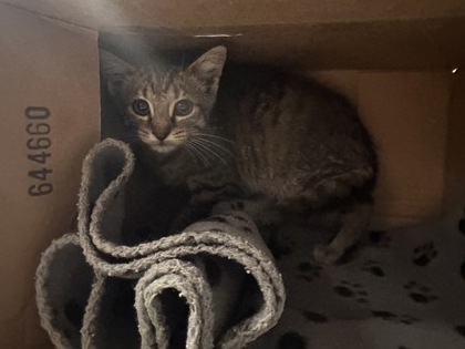 Shelter Stray Female Cat last seen Roseville, CA 95661, Roseville, CA 95678