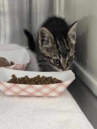 Shelter Stray Female Cat last seen Roseville, CA , Roseville, CA 95678