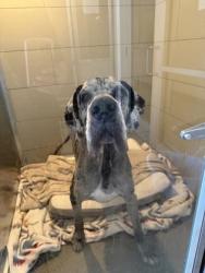 Shelter Stray Male Dog last seen Cleveland, OH 44108, Cleveland, OH 44102