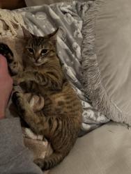 Lost Female Cat last seen California drive Murfreesboro tn , Murfreesboro, TN 37129