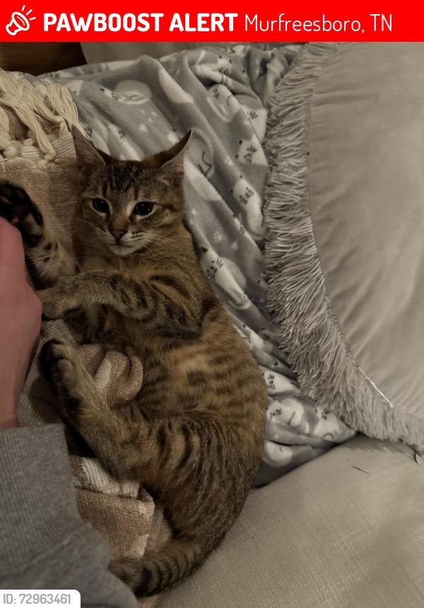 Lost Female Cat last seen California drive Murfreesboro tn , Murfreesboro, TN 37129