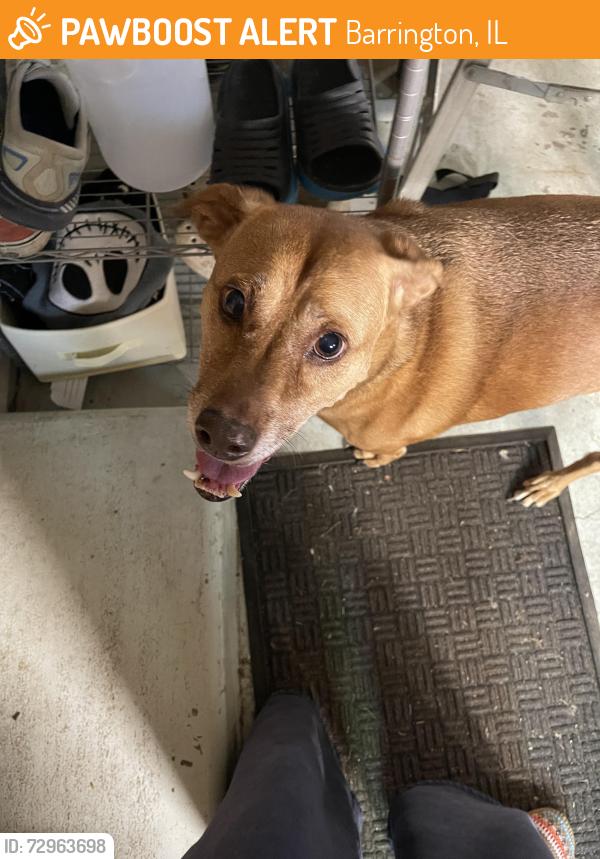 Found/Stray Female Dog last seen Taylor and Hart Road, Barrington, IL 60010