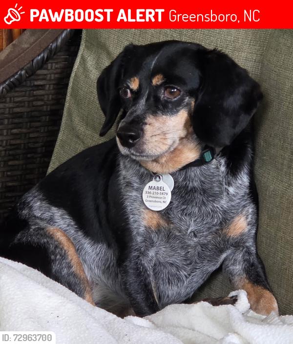 Lost Female Dog last seen Friendly Acres, Greensboro, NC 27410