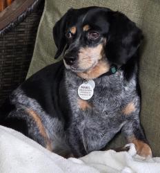 Lost Female Dog last seen Friendly Acres, Greensboro, NC 27410