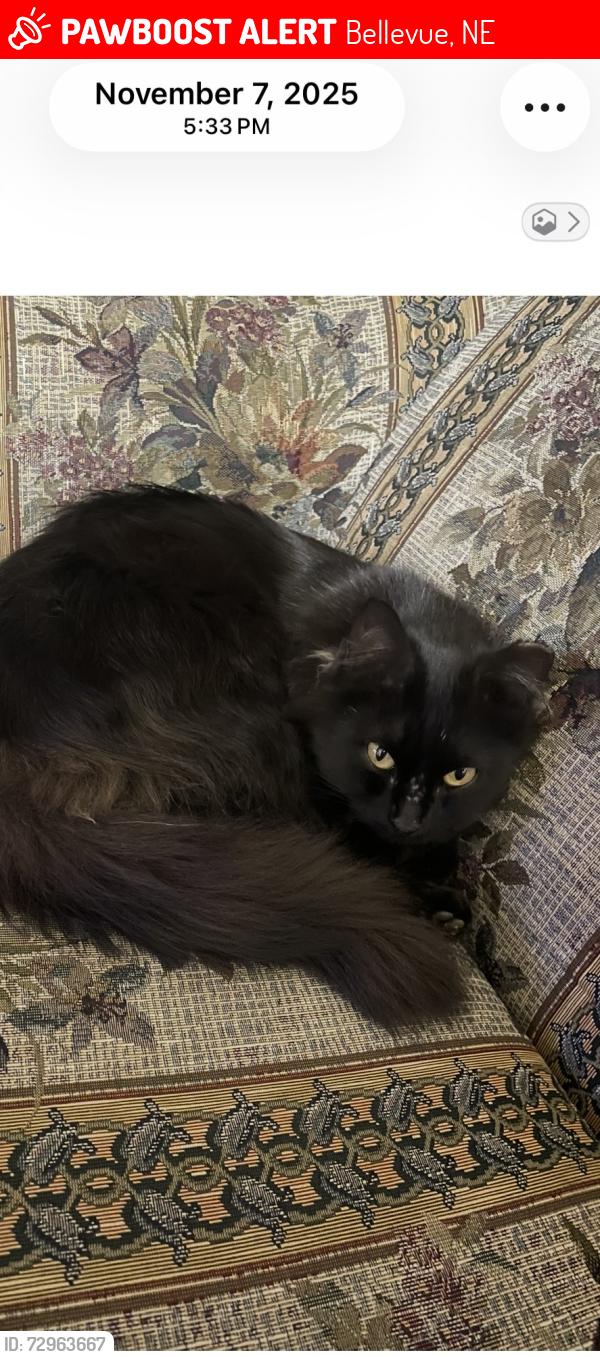 Lost Female Cat last seen 24th Olive , Bellevue, NE 68147