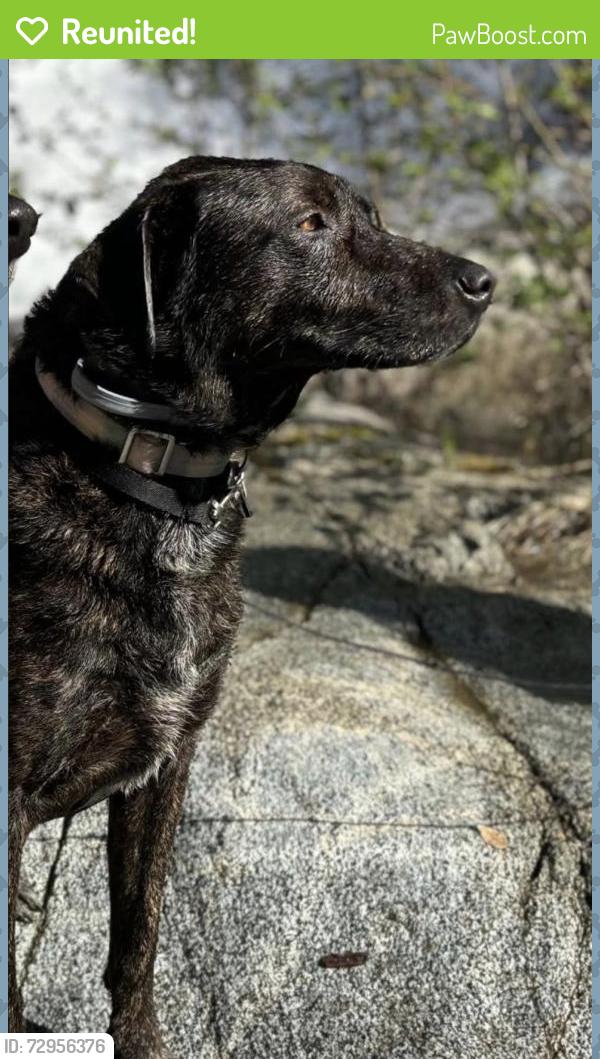 Reunited Male Dog last seen Sundial Bridge, Redding, CA 96003