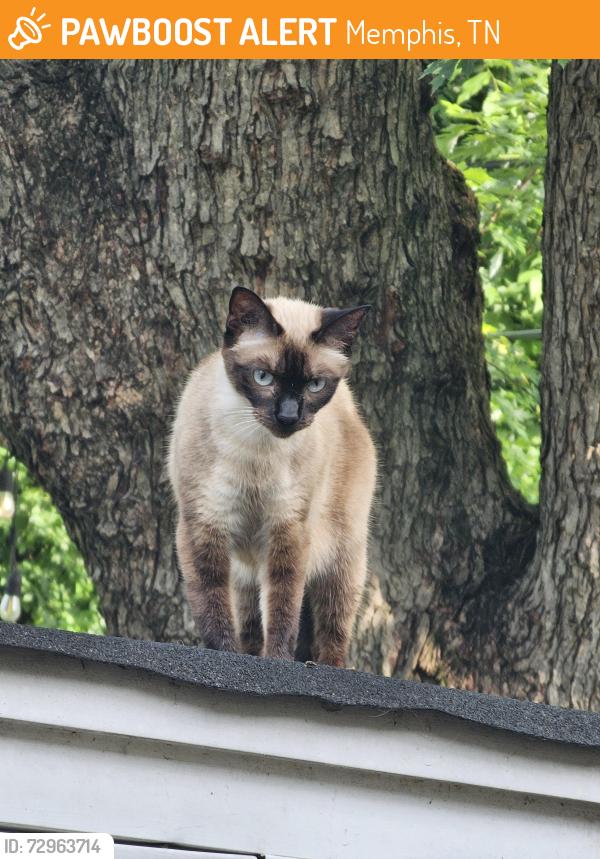 Found/Stray Unknown Cat last seen Avon and Given, Memphis, TN 38117