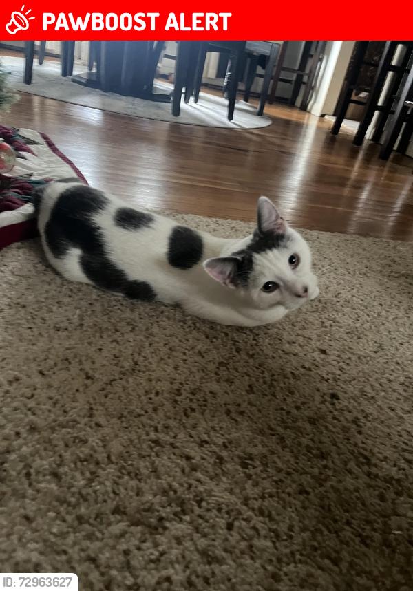 Lost Male Cat last seen Meadowlark Road, Horseheads North, NY 14845