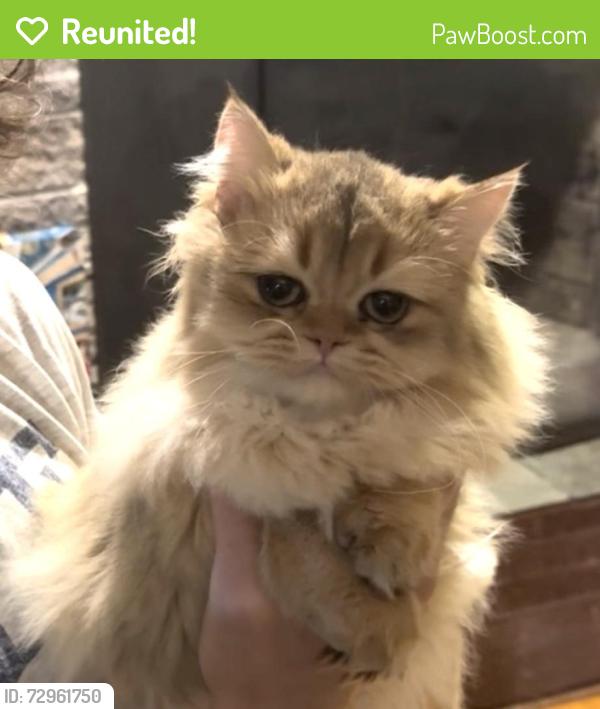Reunited Female Cat last seen Haverford St between Lansdowne Ave and Ridge Rd, Hamden, CT 06517